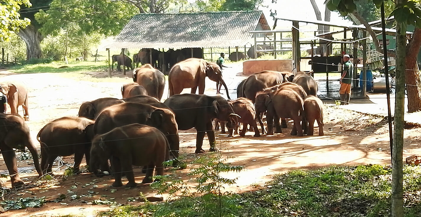 Udawalawe_Elephant_Transit_Home