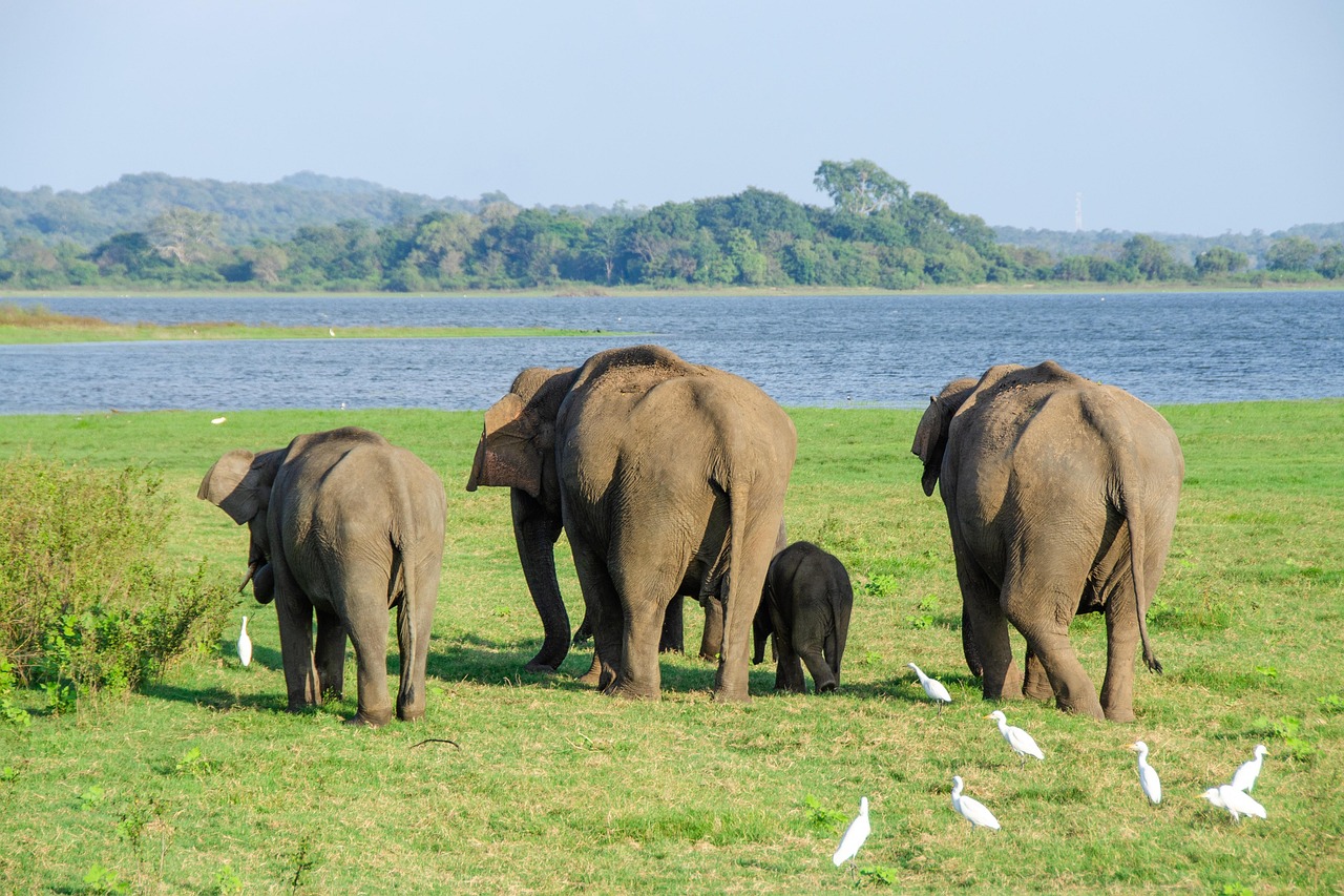 elephant, asian elephant, nature, sri lankan elephant, minneriya national park, sri lanka, animal, mammal, wildlife, wild, endangered, family, back, backside, bottom, tail